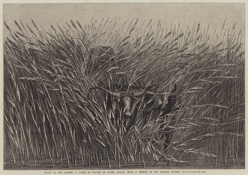Grass of the Desert, az utazás színtere Dél-Afrikában alkotó: Thomas Baines