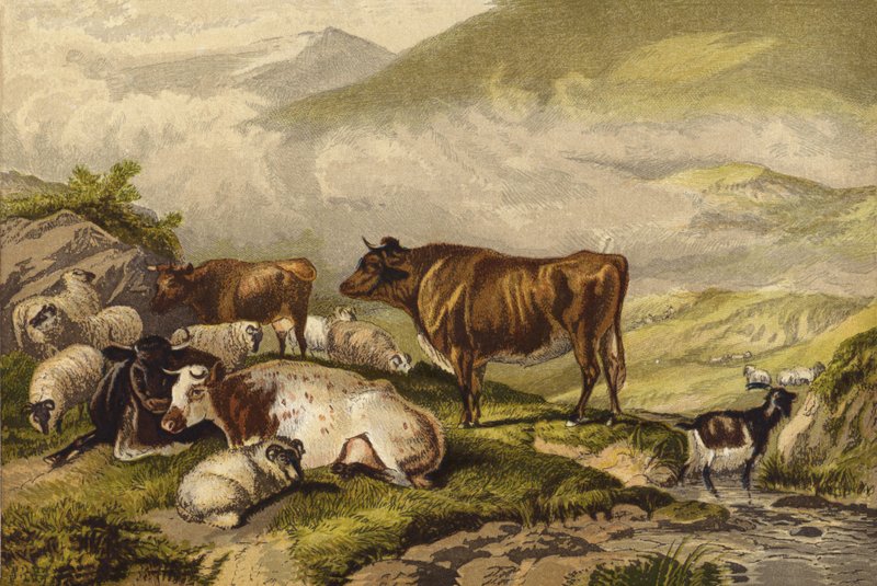 Szarvasmarha alkotó: Thomas Sidney Cooper