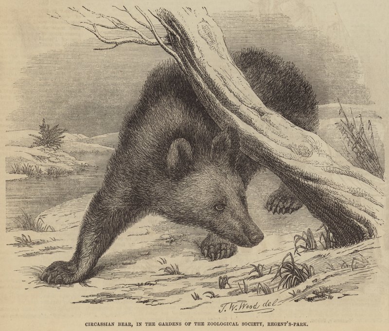 Circassian Bear, az Állattani Társaság kertjeiben, a Regent