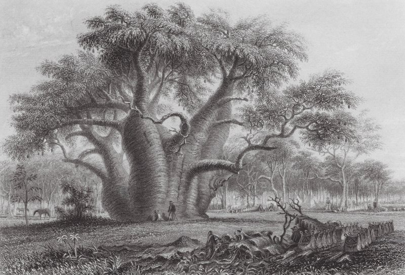 Ausztrália: Boadab fa (metszet). alkotó: Thomas (after) Baines