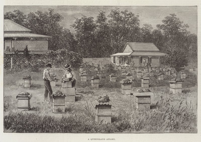 Egy queenslandi méhészet alkotó: Thomas Harrington Wilson