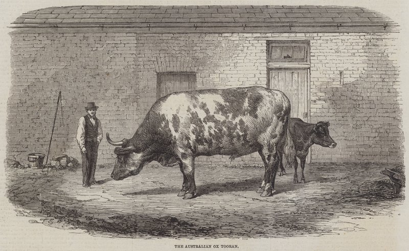 Az ausztrál Ox Tooran alkotó: Thomas Harrington Wilson