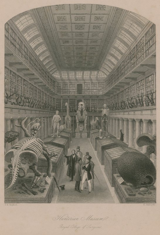 Hunterian Múzeum, Royal College of Surgeons, London alkotó: Thomas Hosmer Shepherd