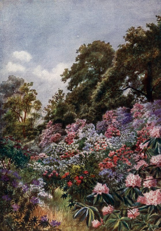 Kew Gardens: The Rhododendron Dell (színes litho) alkotó: Thomas Mower Martin