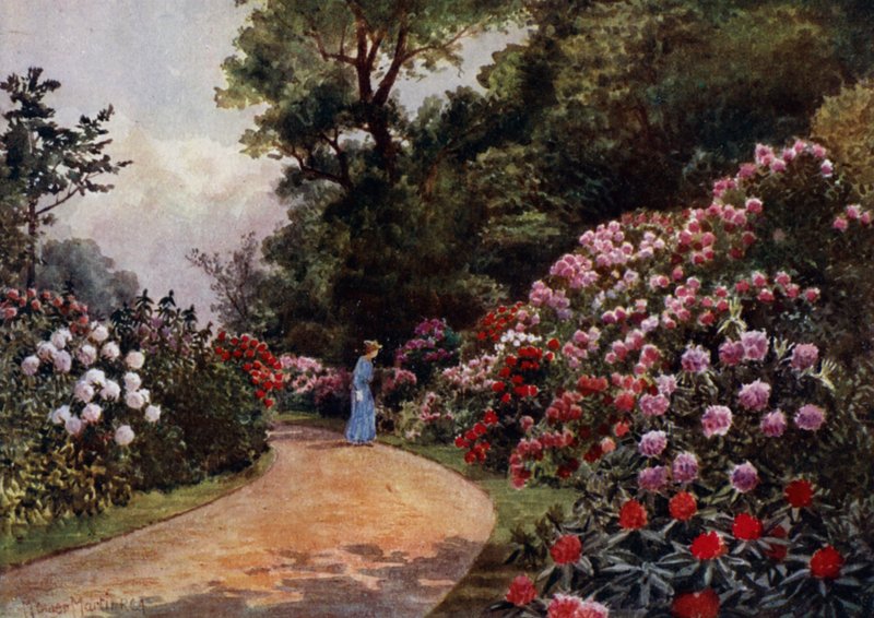 Kew Gardens: The Rhododendron Walk (színes litho) alkotó: Thomas Mower Martin