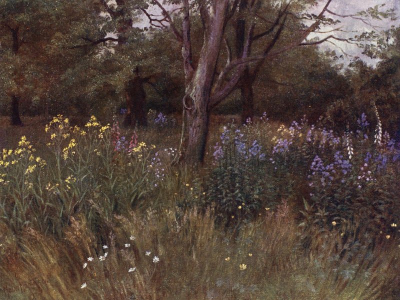 Kew Gardens: Vadvirágok a bükkerdőben (színes litho) alkotó: Thomas Mower Martin