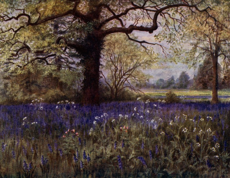 Kew Gardens: Vad jácintok (színes litó) alkotó: Thomas Mower Martin