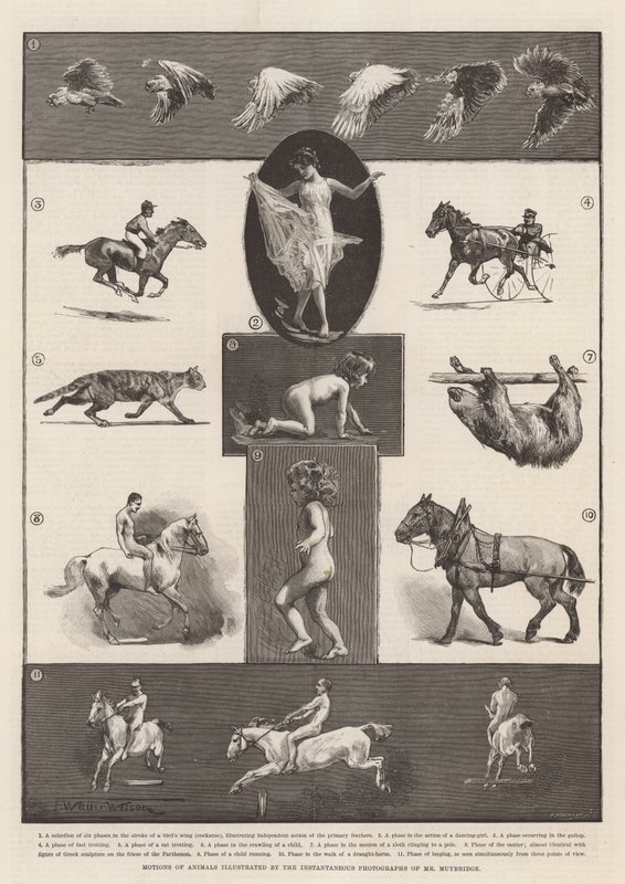 Állatok mozgását Muybridge úr pillanatnyi fényképei illusztrálják alkotó: Thomas Walter Wilson