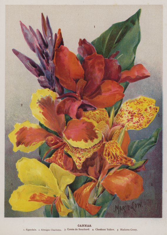 Cannas alkotó: Unbekannt Unbekannt