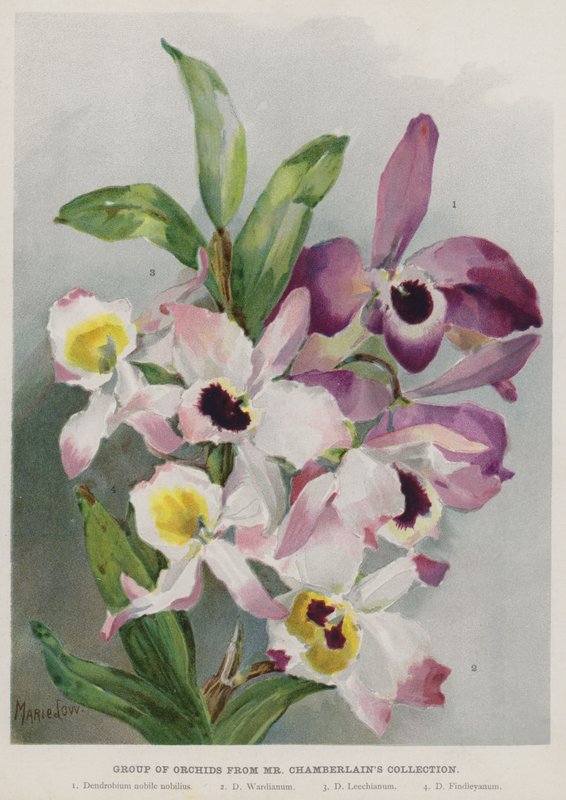 Orchideacsoport Mr Chamberlain gyűjteményéből alkotó: Unbekannt Unbekannt