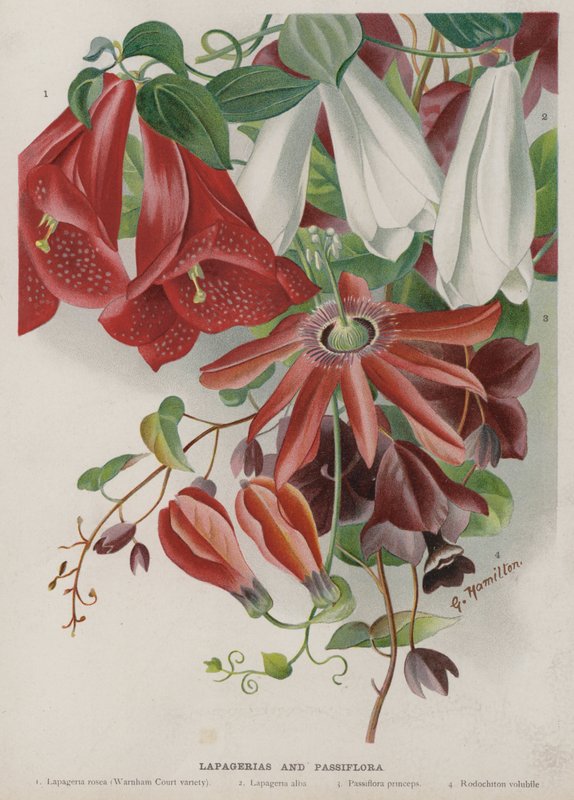 Lapagerias és Passiflora alkotó: Unbekannt Unbekannt