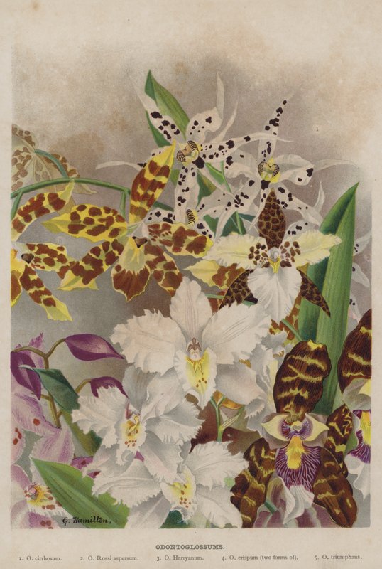odontoglossum alkotó: Unbekannt Unbekannt