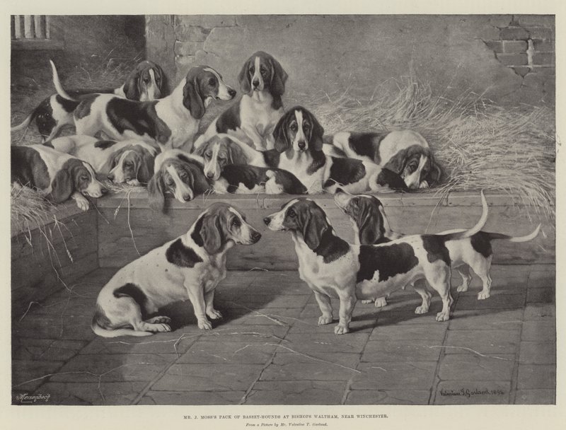 J. Moss úr Basset-kutya falkája Bishops Walthamban, Winchester közelében. alkotó: Valentine Thomas Garland