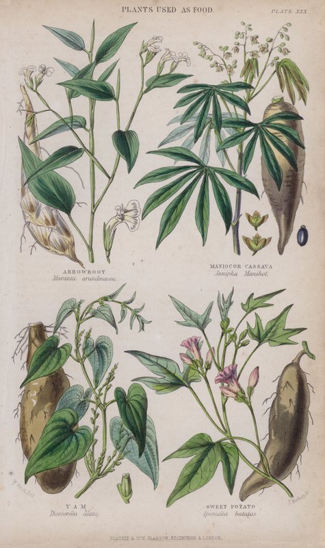 Nyílgyökér; manióka vagy manióka; Jamgyökér; Édesburgonya (színes gravírozás) alkotó: W. Fitch