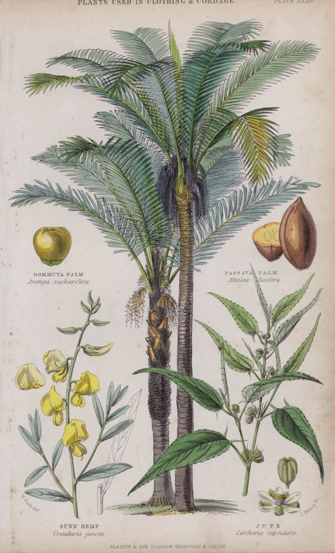 Gommuta Pálma; Passava Pálma; Sunn Kender; Juta (színes metszet) alkotó: W. Fitch