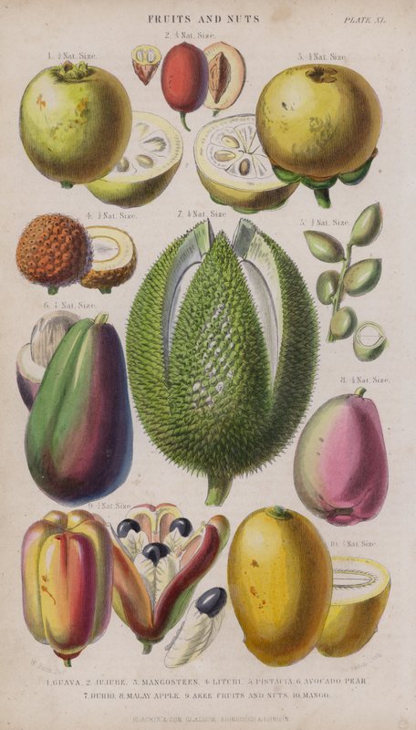 Gujávafa; Zsidótövisbogyó; Mangosztán; Licsi; pisztácia; Avokádó körte; Távolságok; maláj alma; Eki Gyümölcsök és Nutus; Szeretnék (színes gravírozás) alkotó: W. Fitch