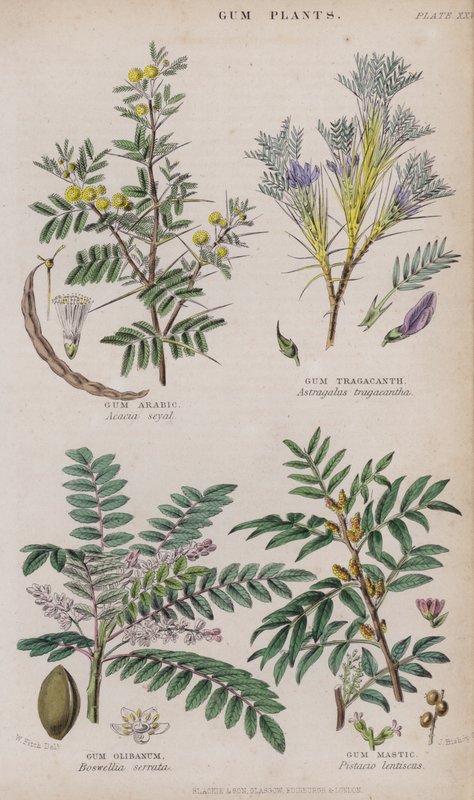 Gumiarábikum; Tragakant gumi; gumi olibanum; Gum Mastic (színes gravírozás) alkotó: W. Fitch
