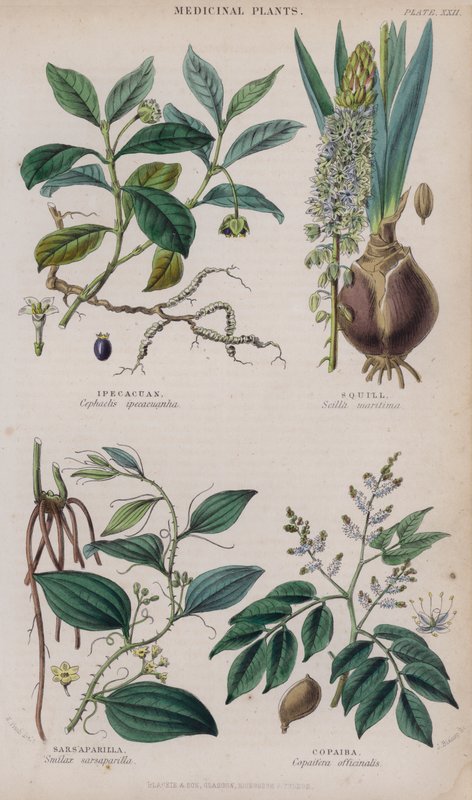 Ipekakuána; Csillagvirág; Sarsaparilla; Copaiba (színes metszet) alkotó: W. Fitch