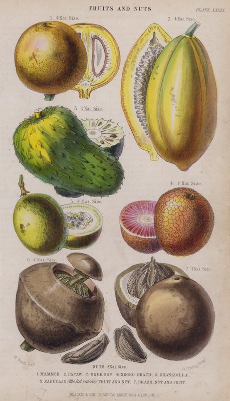 Mammee; Papája fa; Savanyú Sop; néger őszibarack; Granadilla; Zabucajo (a fedél felemelve) Gyümölcs és dió; Brazil dió és gyümölcs (színes gravírozás) alkotó: W. Fitch