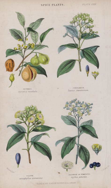 Szerecsendió; Fahéj; Szegfűszeg; Szegfűbors vagy Pimento (színes gravírozás) alkotó: W. Fitch