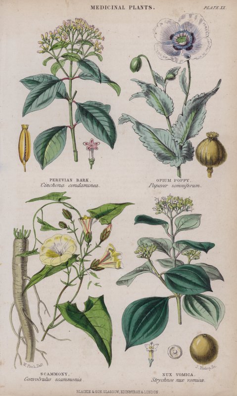 perui kéreg; Ópium mák; Scammony; Nux Vomica (színes metszet) alkotó: W. Fitch