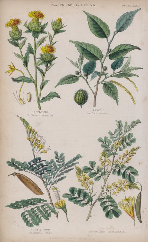 Pórsáfrány; Fusztikus; Brasilwood; Rönkfa (színezett metszet) alkotó: W. Fitch