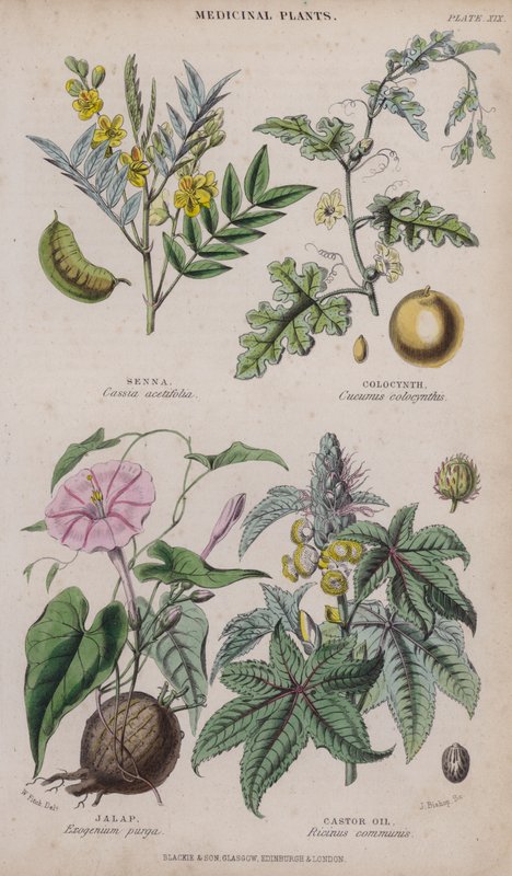 Senna; Colocynth; Jalap; Ricinusolaj (színes gravírozás) alkotó: W. Fitch