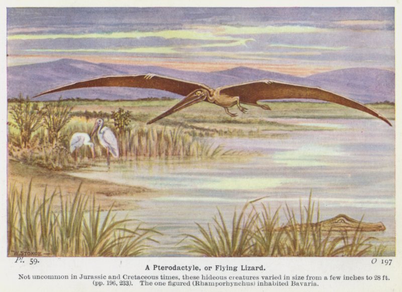 Pterodactyle vagy repülő gyík (színes litho) alkotó: W. J. Stokoe