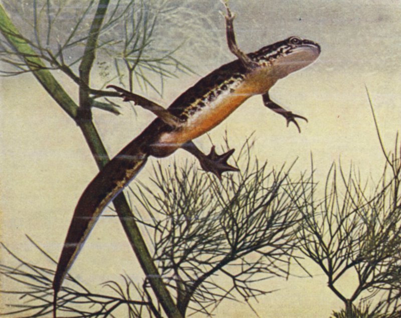 Palmate Newt, hím, Moth palmata (színes fotó) alkotó: W. J. Stokoe