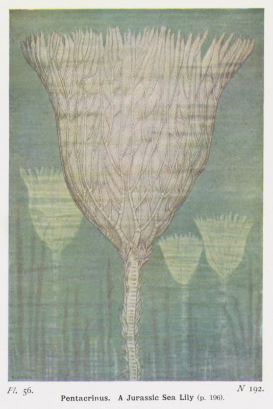 Pentacrinus, egy jura tengeri liliom (színes litó) alkotó: W. J. Stokoe