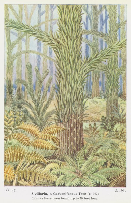 Sigillaria, egy karbon fa (színes litho) alkotó: W. J. Stokoe