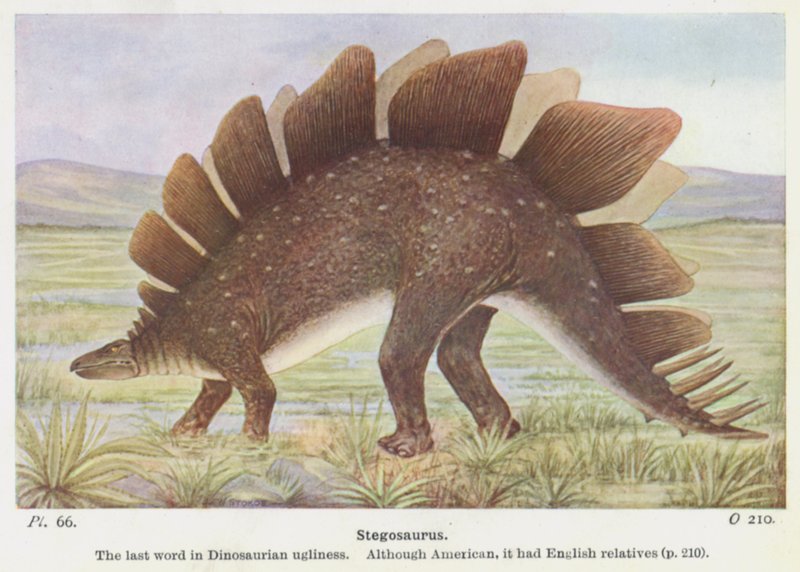 Stegosaurus (színes litho) alkotó: W. J. Stokoe