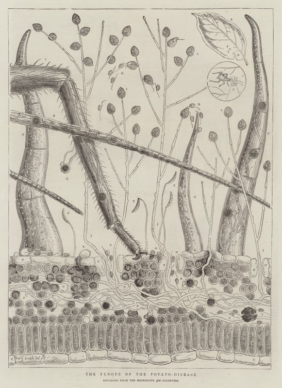A burgonya-betegség gombája alkotó: Walter Granville Smith