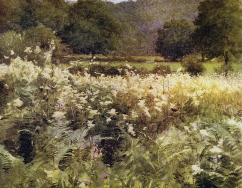 Az új erdő: Meadow Sweet Royden közelében (színes litó) alkotó: Walter Frederick Roofe Tyndale