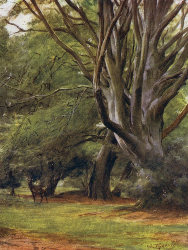 Az új erdő: Penerley Woods (színes litho) alkotó: Walter Frederick Roofe Tyndale