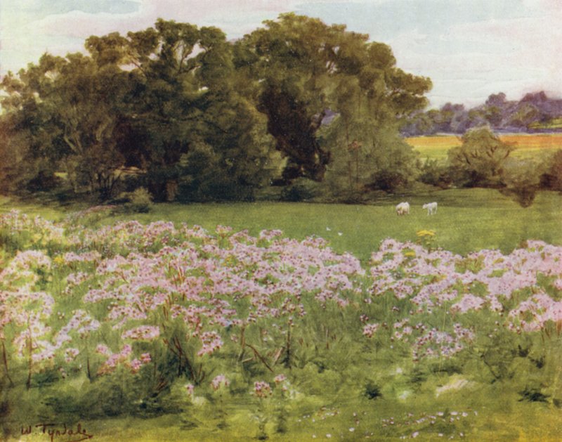 Az új erdő: Riversdale, Boldre (színes litho) alkotó: Walter Frederick Roofe Tyndale