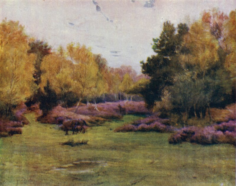 Az új erdő: Rushpole Wood, Lyndhurst (színes litho) alkotó: Walter Frederick Roofe Tyndale