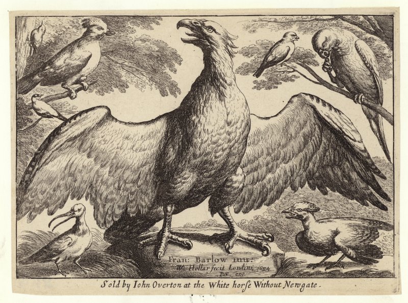 Sas és más madarak alkotó: Wenceslaus Hollar