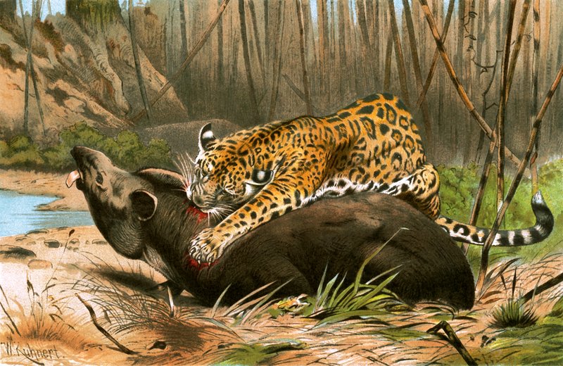Jaguár gyilkos tapír alkotó: Wilhelm Kuhnert