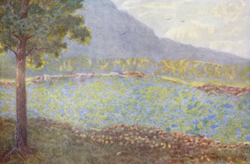 Kék hortenziák Groote Schuurban (színes litográfia) alkotó: Wilhelm Westhofen