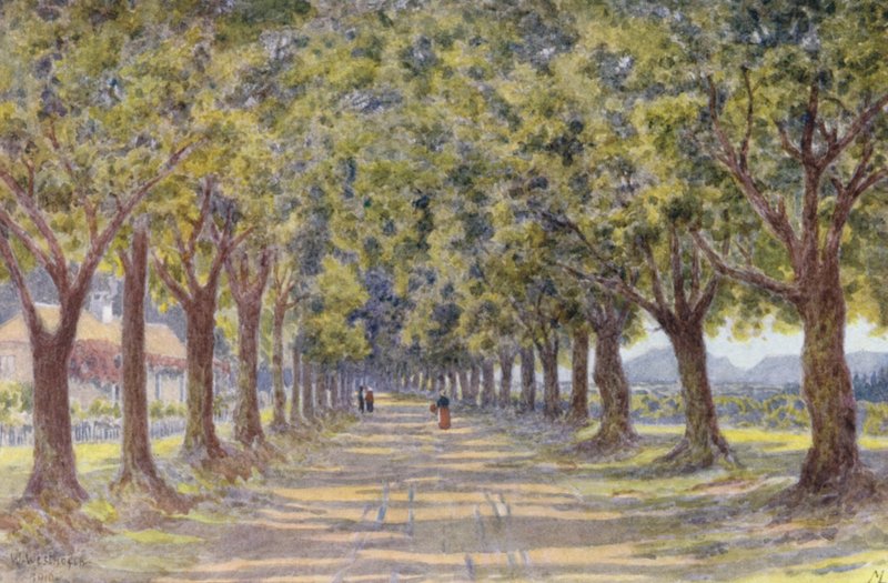 Oak Avenue, Newlands (színes litográfia) alkotó: Wilhelm Westhofen
