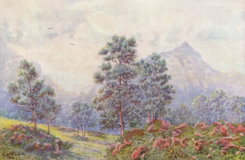 Ezüstfák és vadgerániumok (színes litográfia) alkotó: Wilhelm Westhofen