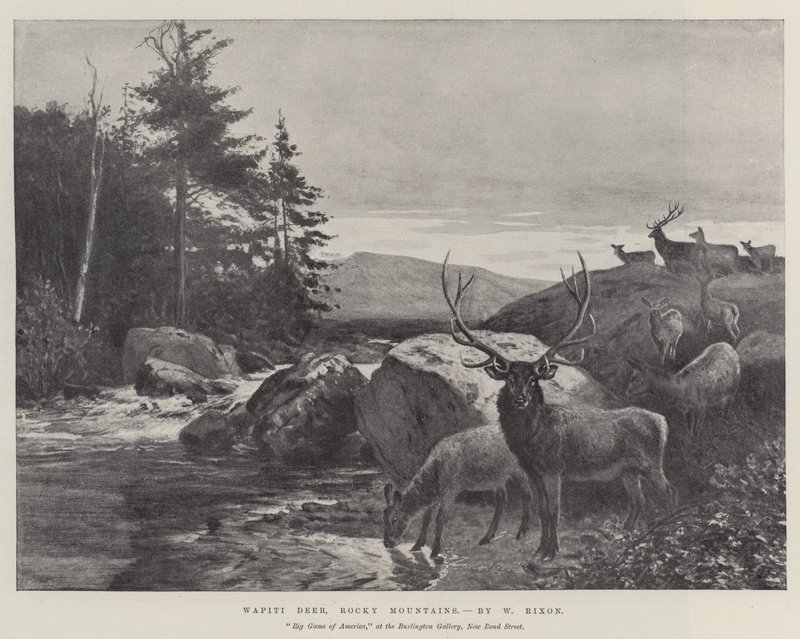 Wapiti szarvas, Sziklás-hegység alkotó: William Augustus Rixon