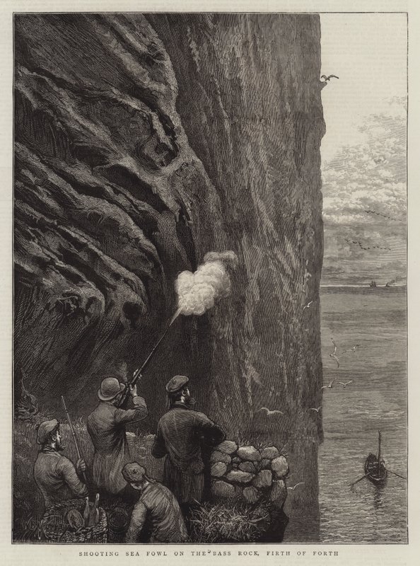 Tengeri szárnyas lövöldözés a Bass Rockon, Firth of Forth alkotó: William Bazett Murray