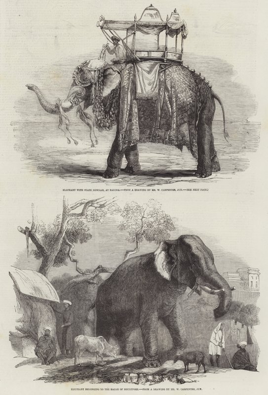Indiai elefántok alkotó: William Carpenter