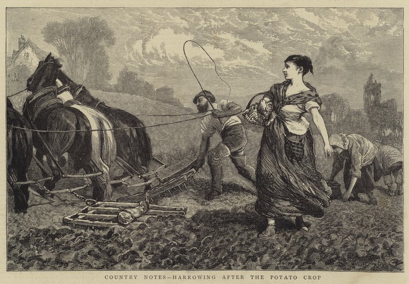 Vidéki jegyzetek, borzongató a burgonyatermés után alkotó: William III Bromley