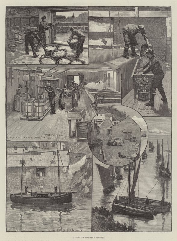Egy Cornish Pilchard gyár alkotó: William Mouat Loudan