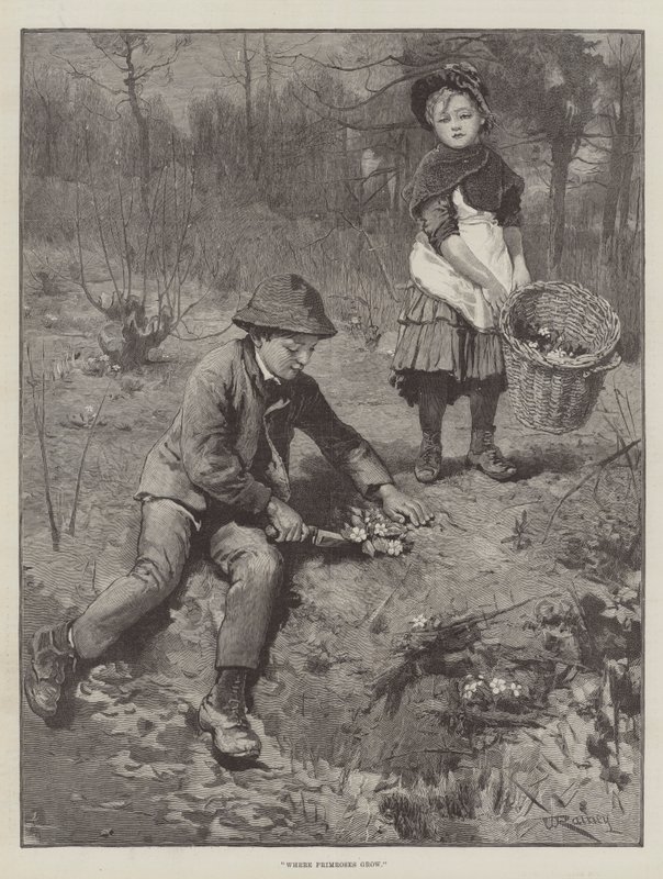 Ahol a kankalin nő alkotó: William Rainey