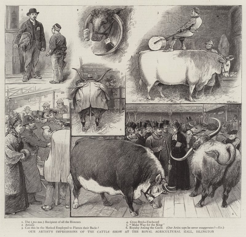 Művészünk benyomásai a szarvasmarha kiállításról az islingtoni Royal Agricultural Hallban alkotó: William Ralston