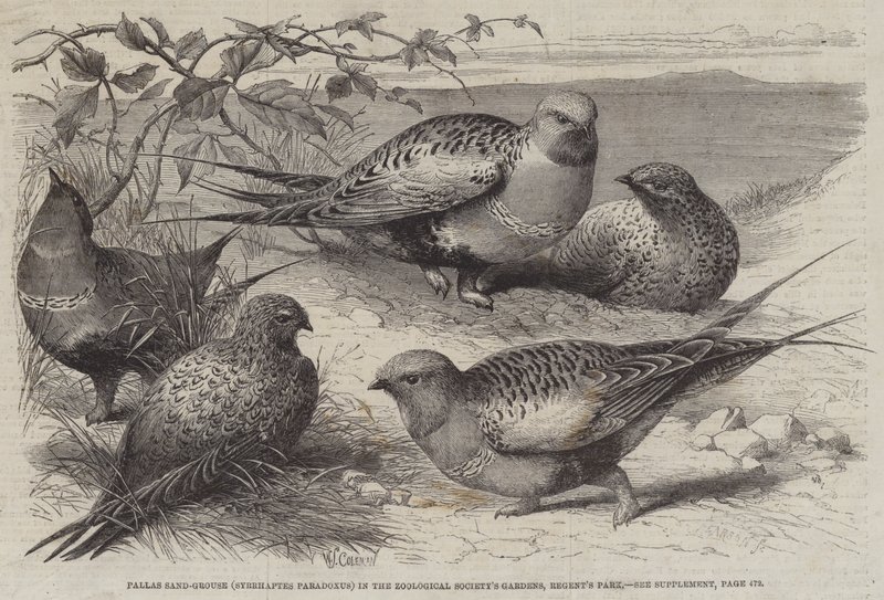 Pallas homoki fajd (Syrrhaptes paradoxus) az Állattani Társaság kertjében, a Regent